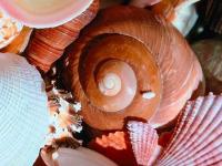 Escargot de mer