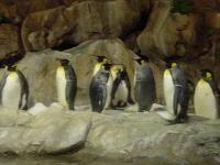 Pingouins