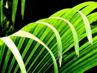 Feuilles de palmier