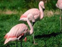 Flamant Rose