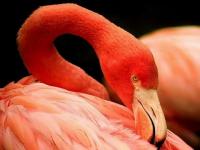Flamant rose 2