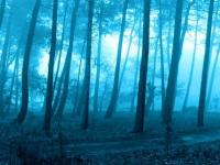 Forêt dans la brume
