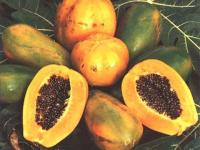 Papaye, mine de vitamines