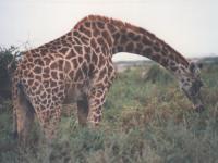 La girafe affamée