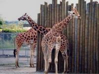 Girafes