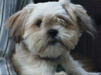 Gizmo