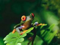 Grenouille