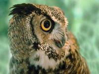 Le hibou de Maya