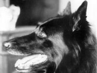 Iungel, le chien de Madeleine