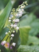 Muguet ~ 2