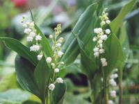 Muguet ~ 3