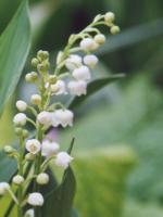 Muguet ~ 4