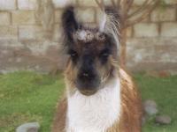 Lama