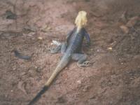 Lézard