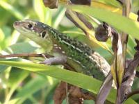 Lézard vert