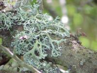 Lichen