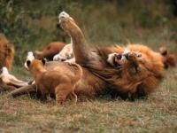 Lion et lionceaux