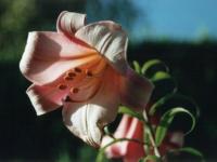 Fleur de Lys