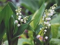 Muguet ~ 5