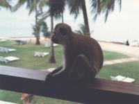 Macaque