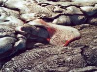 Magma