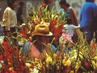 Marché aux fleurs Cuzco