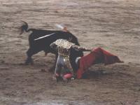 Matador