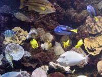 Mayaquarium