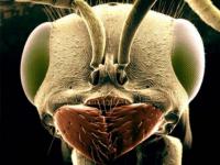 Mouche