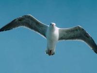 Mouette