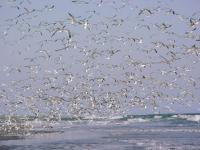 Vol de mouettes