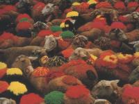Moutons