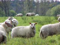Moutons 2