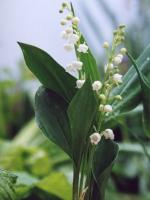 Muguet ~ 6