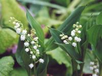 Muguet ~ 7