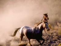 Chevaux sauvages