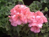Pelargonium