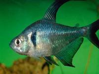 Poisson