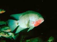 Poisson des îles