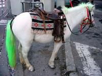 Poney