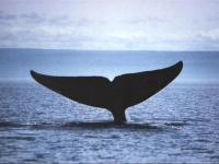 Queue de Baleine