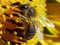 Récolte de pollen