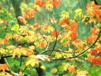 Nature et Pluie
