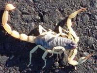Scorpion
