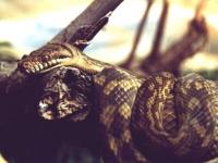 Serpent