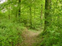 Sous-bois