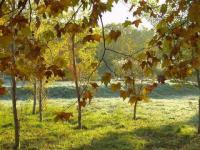 Sous-bois coloré