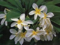 Fleur de Tiare