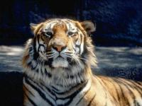 Tigre
