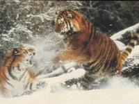 Tigres